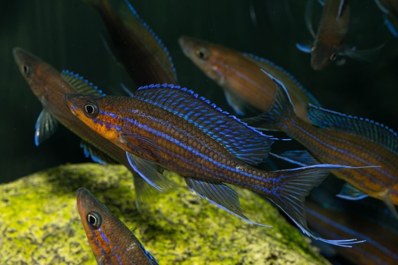 Paracyprichromis nigripinnis 'Kantalamba'